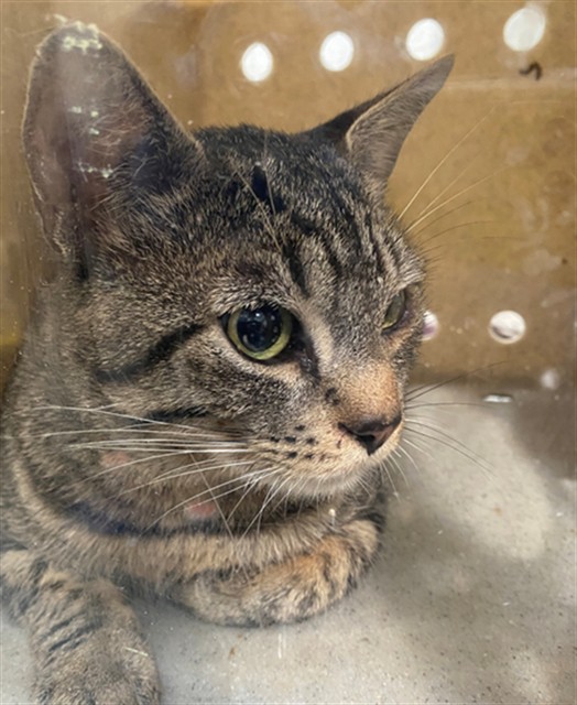 Adoptable Cat