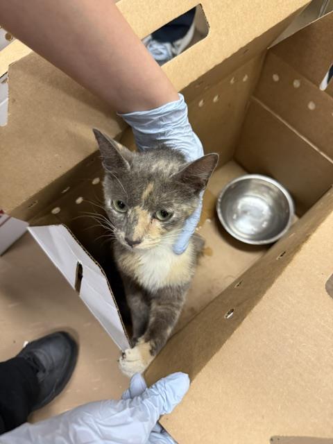 Adoptable Cat