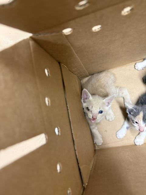 Adoptable Cat