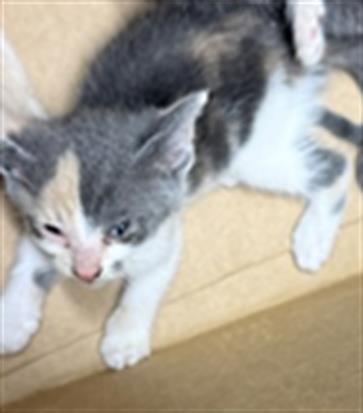Adoptable Cat