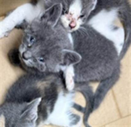 Adoptable Cat