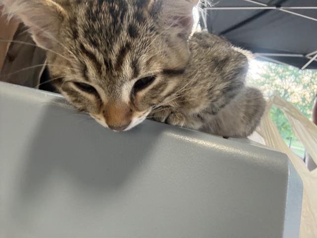 Adoptable Cat