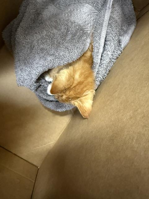 Adoptable Cat