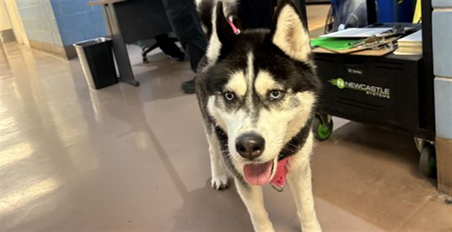 Adoptable Dog