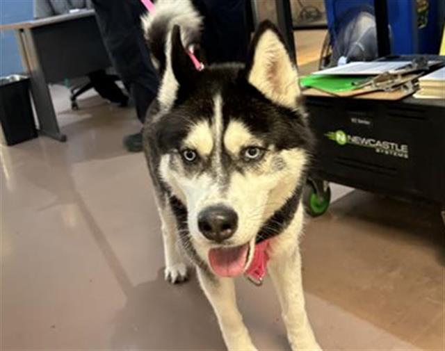 Adoptable Dog