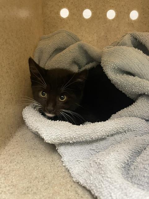 Pupcat