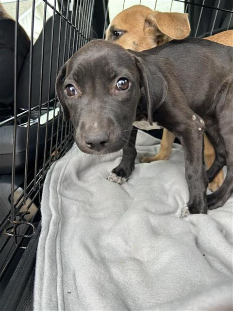 Puppy1