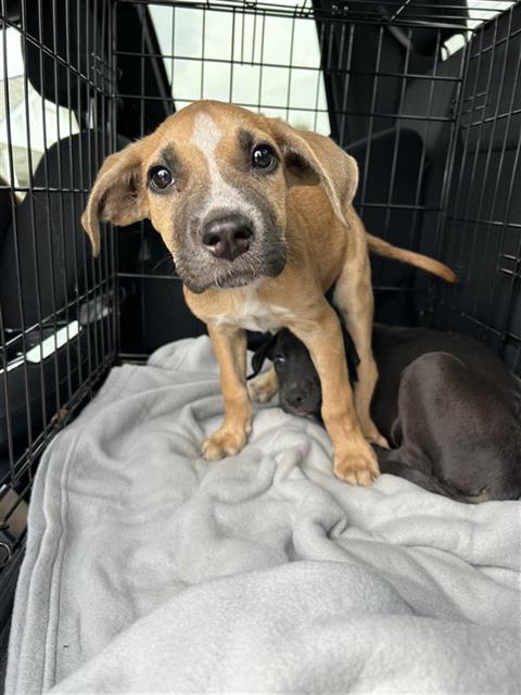 Puppy2