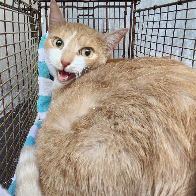 Noodle