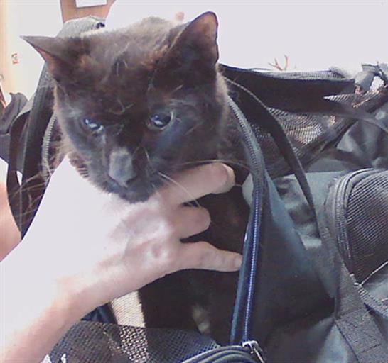 Francine