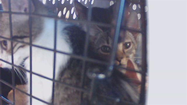 Kitten 6