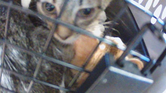 Kitten 9