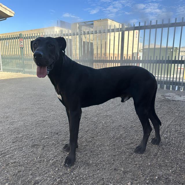Drako