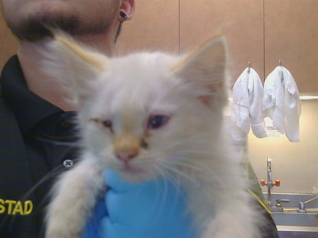 Adoptable Cat
