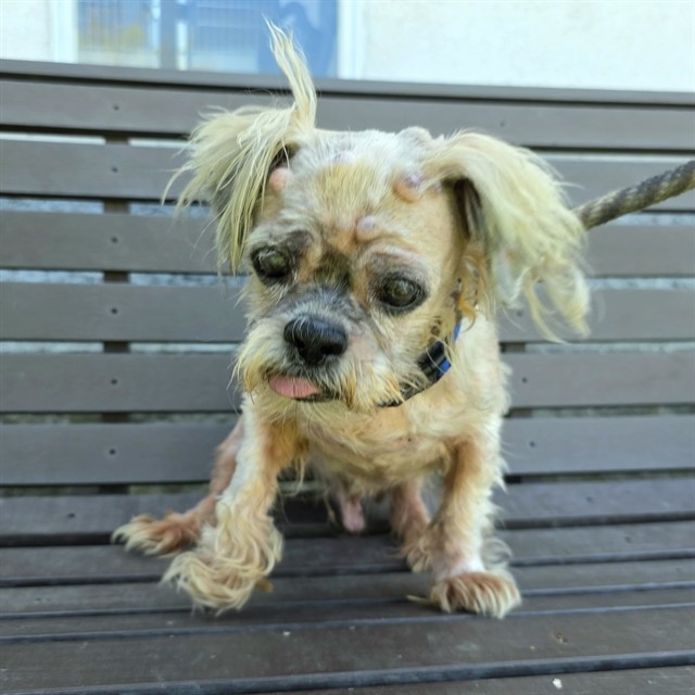 Harley