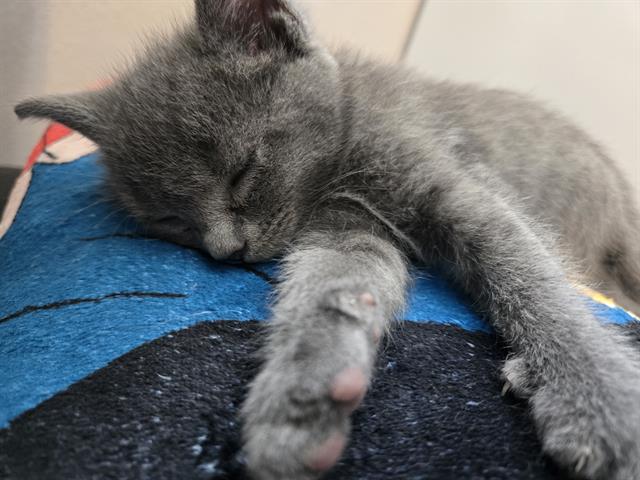 Jeffrey