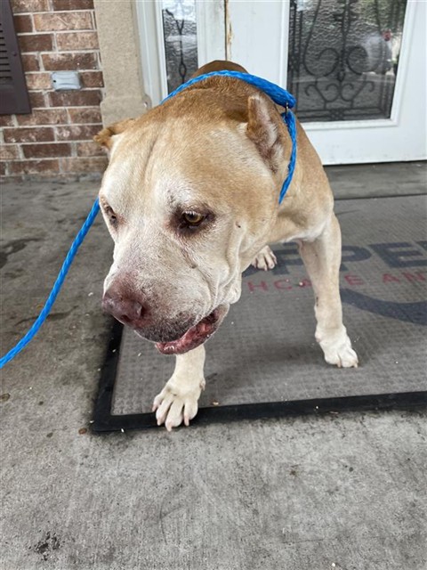 Adoptable Dog