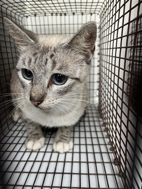 Adoptable Cat