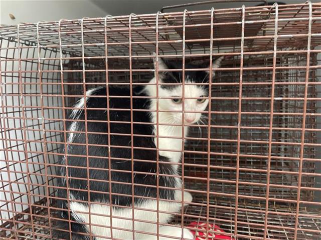 Adoptable Cat