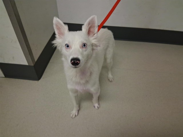 Adoptable Dog