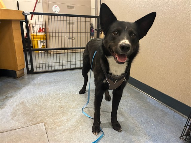 Adoptable Dog