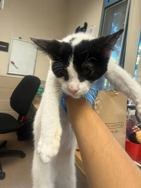 Adoptable Cat