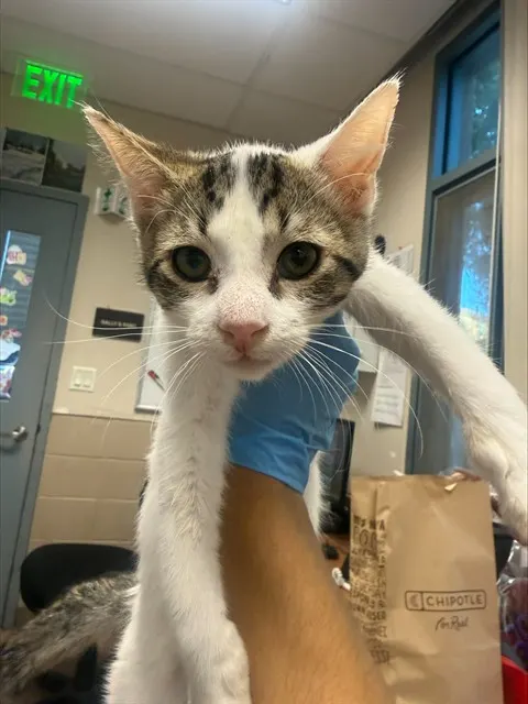 Adoptable Cat