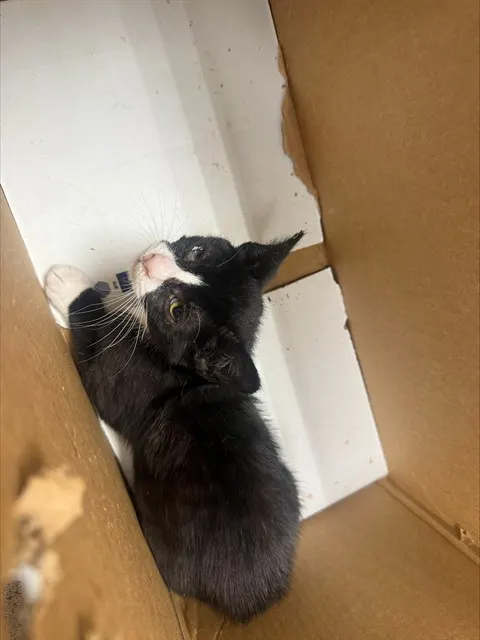 Adoptable Cat