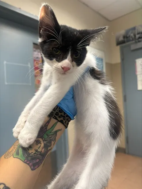 Adoptable Cat