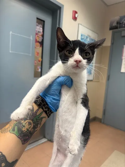 Adoptable Cat