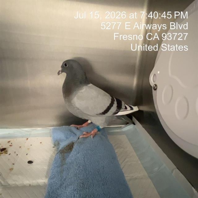 Adoptable Bird