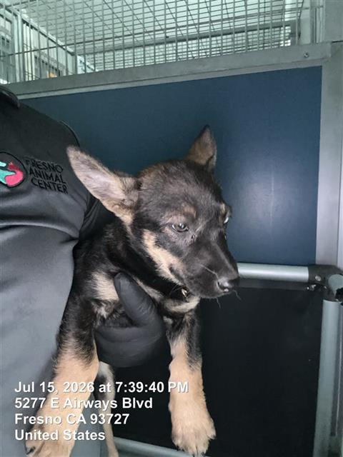 Adoptable Dog