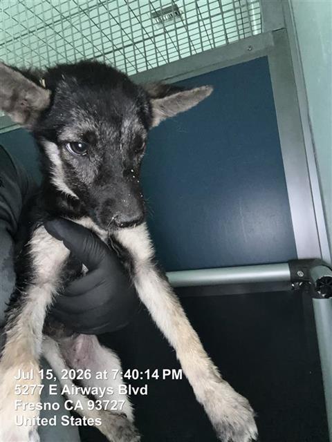 Adoptable Dog