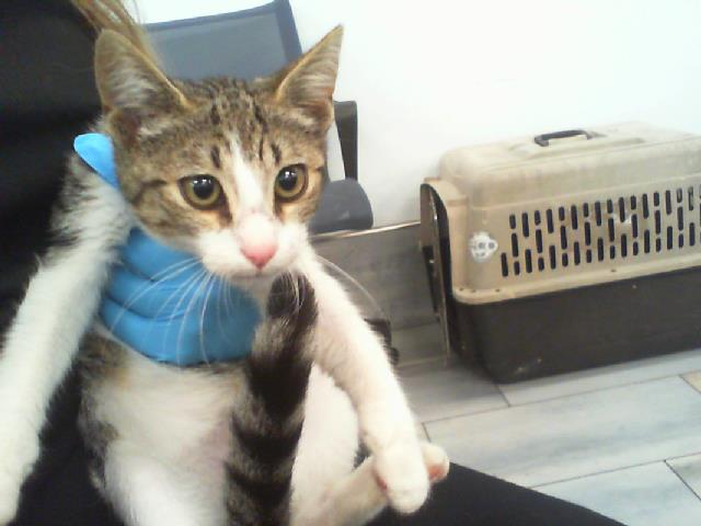 Adoptable Cat