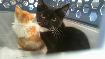 Adoptable Cat