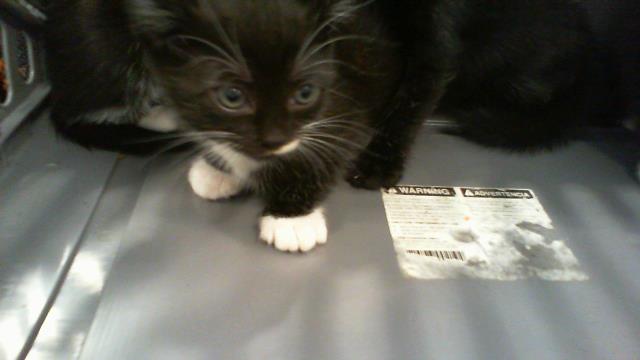 Adoptable Cat
