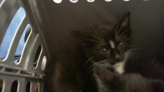 Adoptable Cat