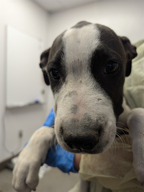 Adoptable Dog
