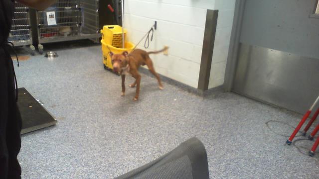 Adoptable Dog