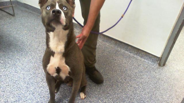Adoptable Dog