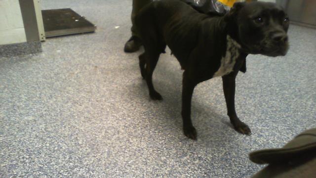 Adoptable Dog