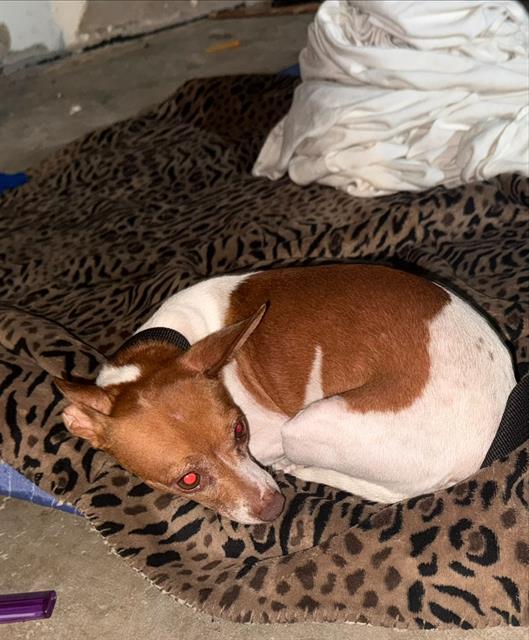Adoptable Dog
