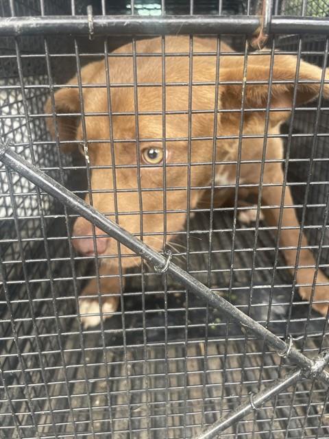 Adoptable Dog