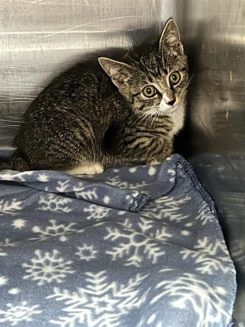 Adoptable Cat