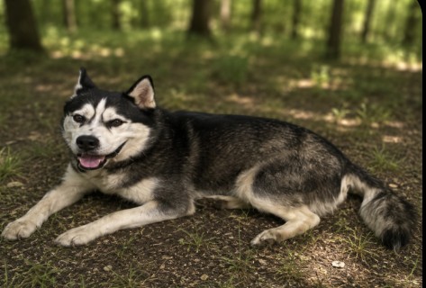 Koda