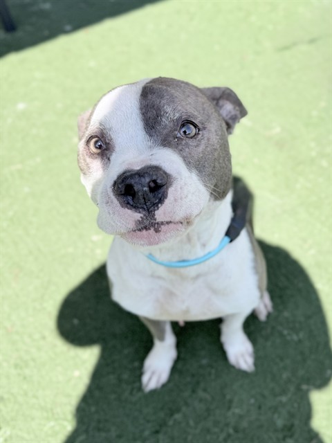 Adoptable Dog
