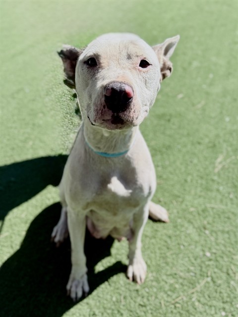 Adoptable Dog