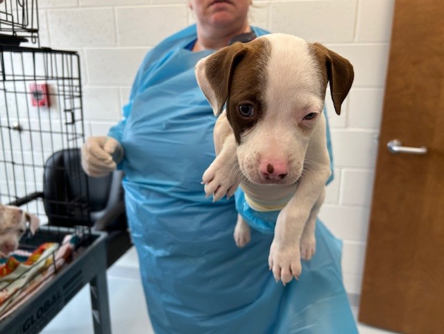 Adoptable Dog