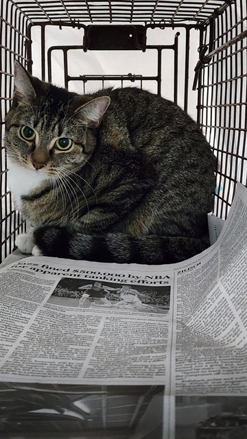 Adoptable Cat