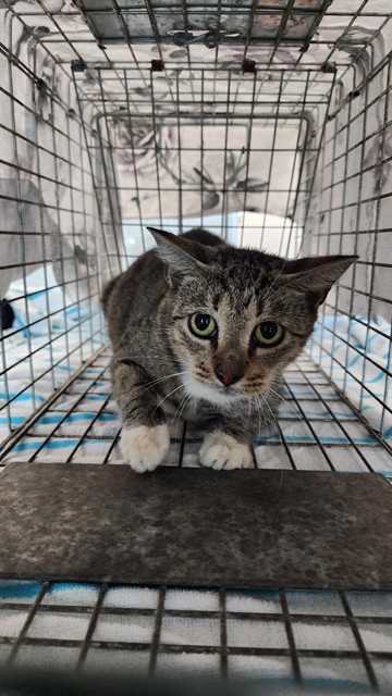 Adoptable Cat